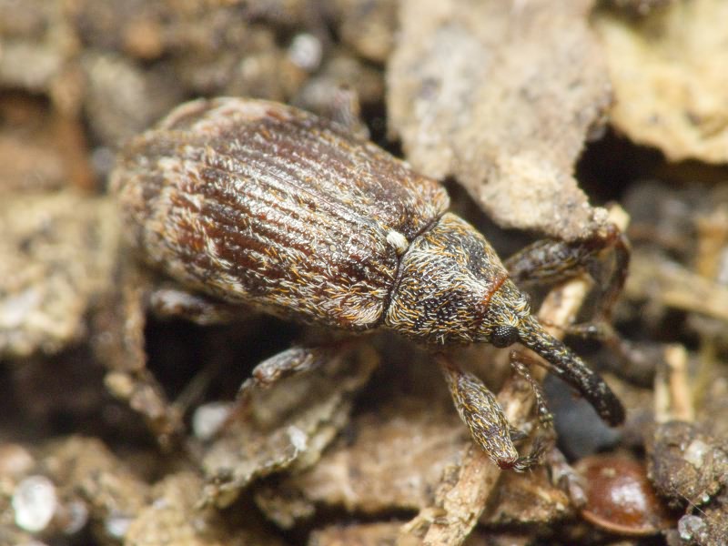 Anthonomus (Anthonomus) pomorum (Linnaeus, 1758)